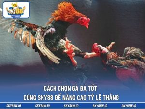Cách Chọn Gà Đá Tốt Cùng SKY88 Để Nâng Cao Tỷ Lệ Thắng