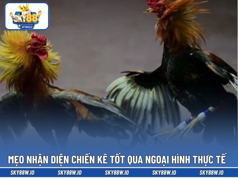 Mẹo nhận diện chiến kê tốt qua ngoại hình thực tế