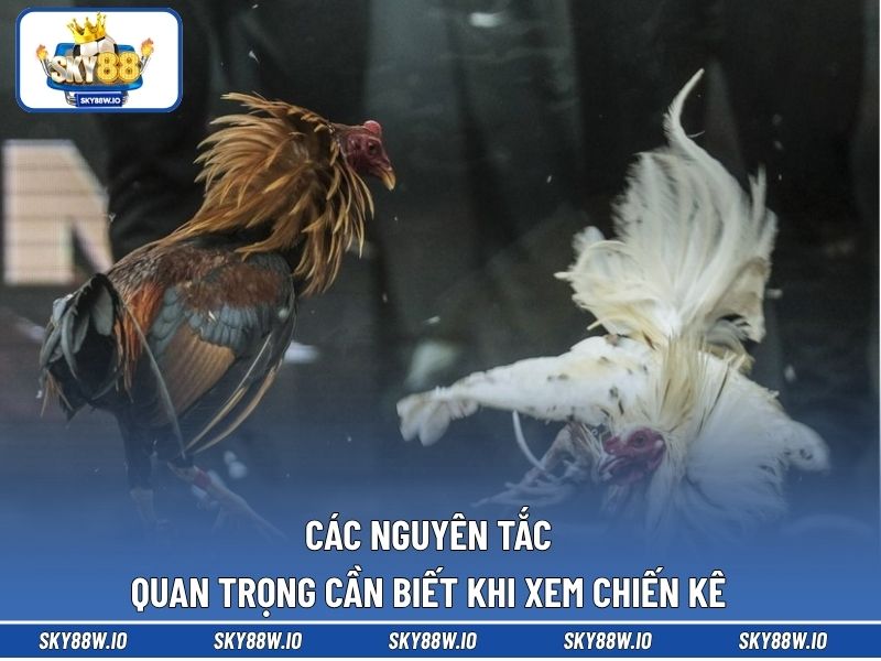 Các nguyên tắc quan trọng cần biết khi xem chiến kê 