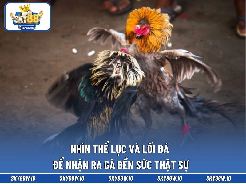 Nhìn thể lực và lối đá để nhận ra gà bền sức thật sự