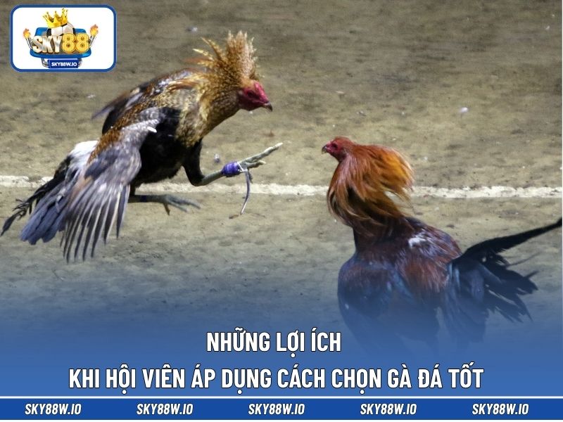 Những lợi ích khi hội viên áp dụng cách chọn gà đá tốt