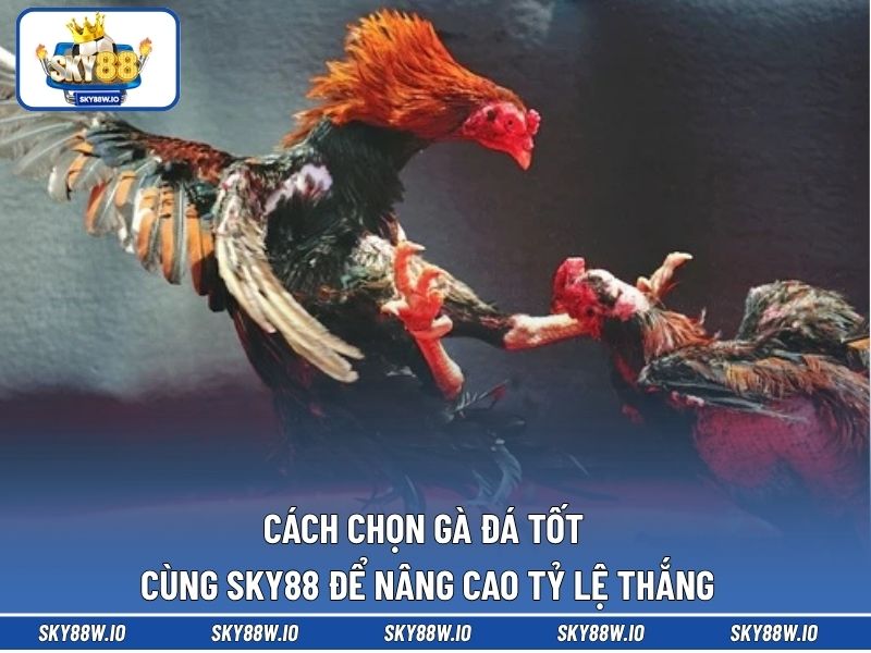 Cách Chọn Gà Đá Tốt Cùng SKY88 Để Nâng Cao Tỷ Lệ Thắng