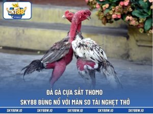 Đá Gà Cựa Sắt Thomo SKY88 Bùng Nổ Với Màn So Tài Nghẹt Thở