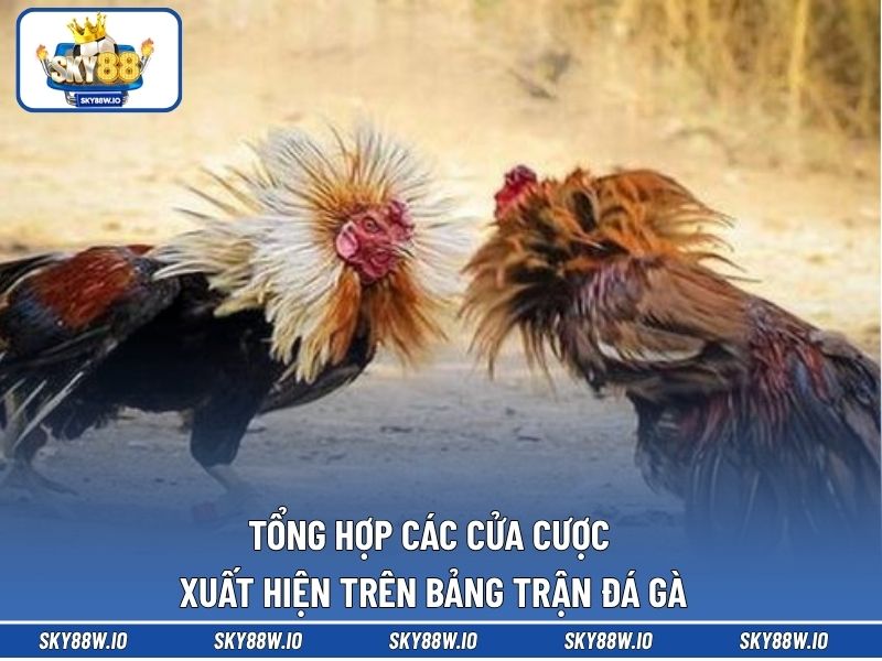 Tổng hợp các cửa cược xuất hiện trên bảng trận đá gà 