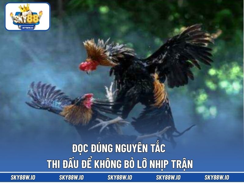 Đọc đúng nguyên tắc thi đấu để không bỏ lỡ nhịp trận 