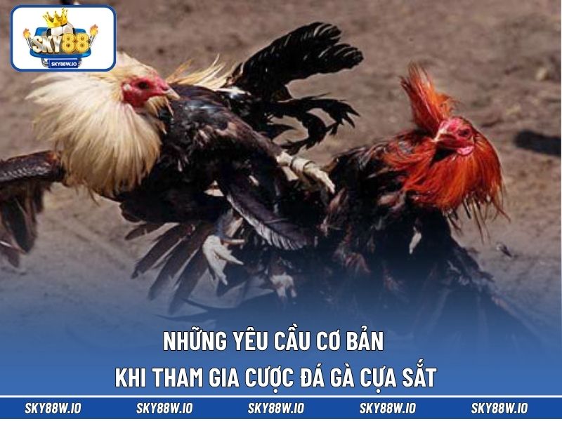 Những yêu cầu cơ bản khi tham gia cược đá gà cựa sắt