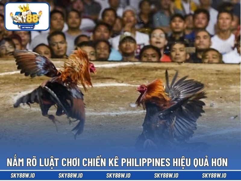 Nắm rõ luật chơi chiến kê Philippines hiệu quả hơn