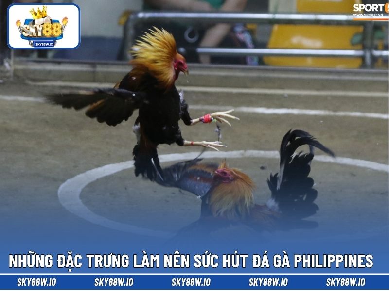 Những đặc trưng làm nên sức hút đá gà Philippines