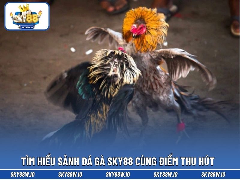Tìm hiểu sảnh đá gà SKY88 cùng điểm thu hút