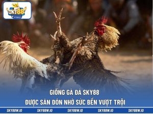 Giống Gà Đá SKY88 Được Săn Đón Nhờ Sức Bền Vượt Trội