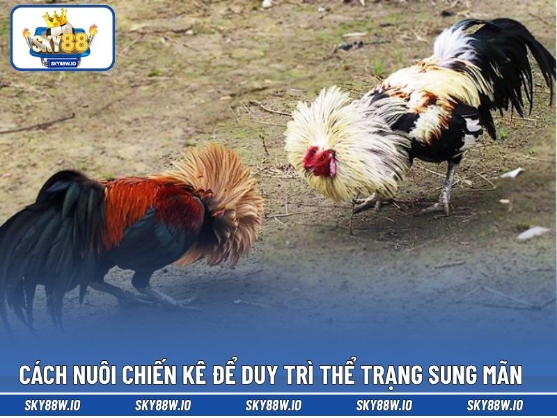 Cách nuôi chiến kê để duy trì thể trạng sung mãn 
