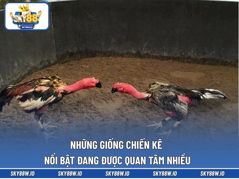 Những giống chiến kê nổi bật đang được quan tâm nhiều