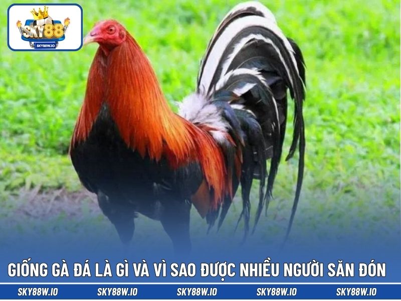 Giống gà đá là gì và vì sao được nhiều người săn đón