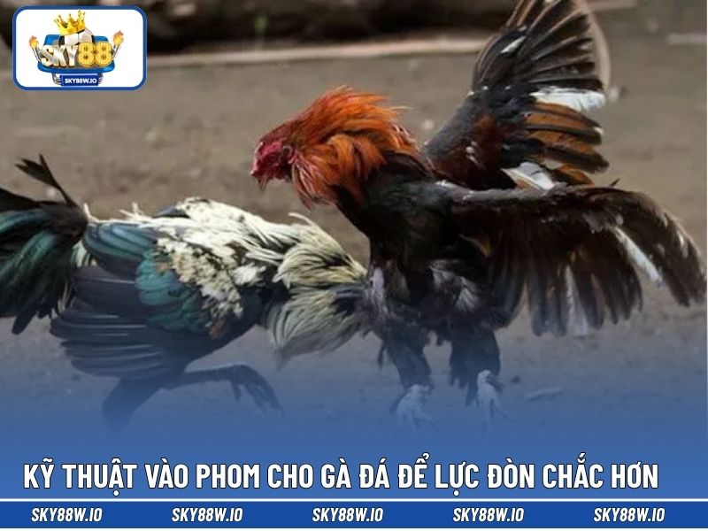 Kỹ thuật vào phom cho gà đá để lực đòn chắc hơn 