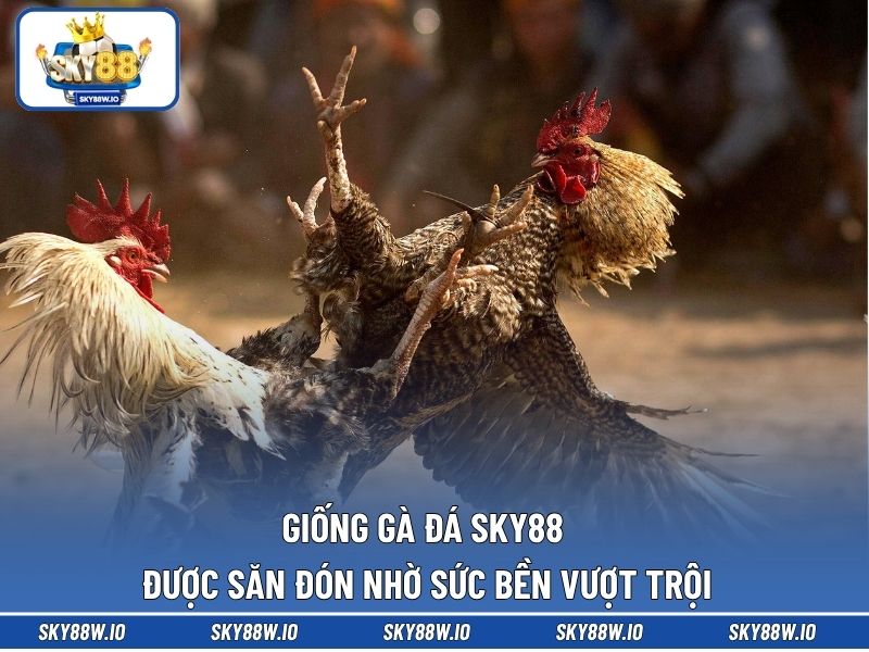 Giống Gà Đá SKY88 Được Săn Đón Nhờ Sức Bền Vượt Trội