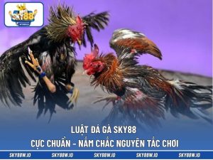 Luật Đá Gà SKY88 Cực Chuẩn – Nắm Chắc Nguyên Tắc Chơi