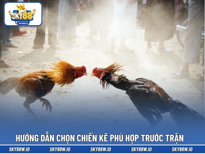 Hướng dẫn chọn chiến kê phù hợp trước trận