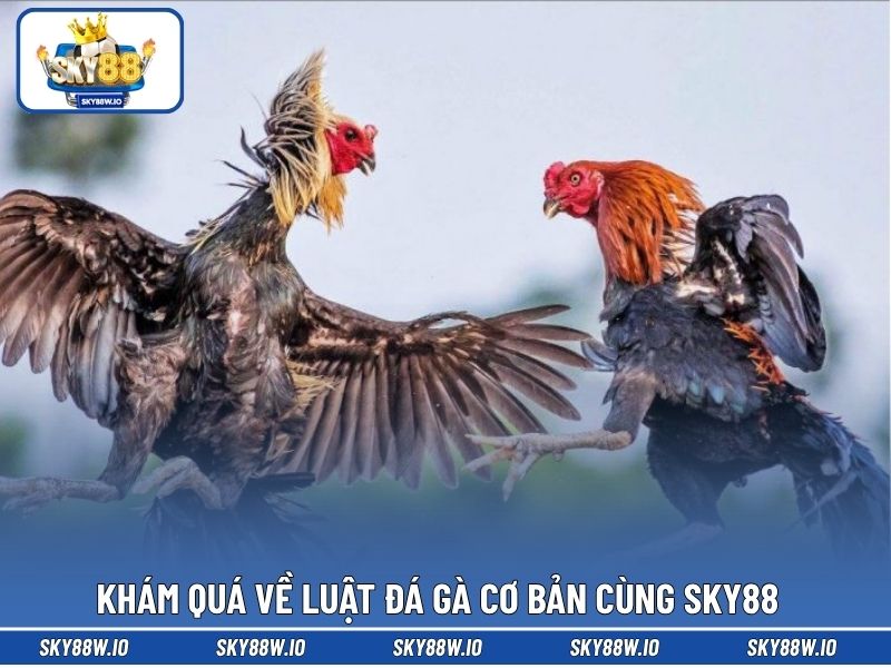 Khám quá về luật đá gà cơ bản cùng SKY88