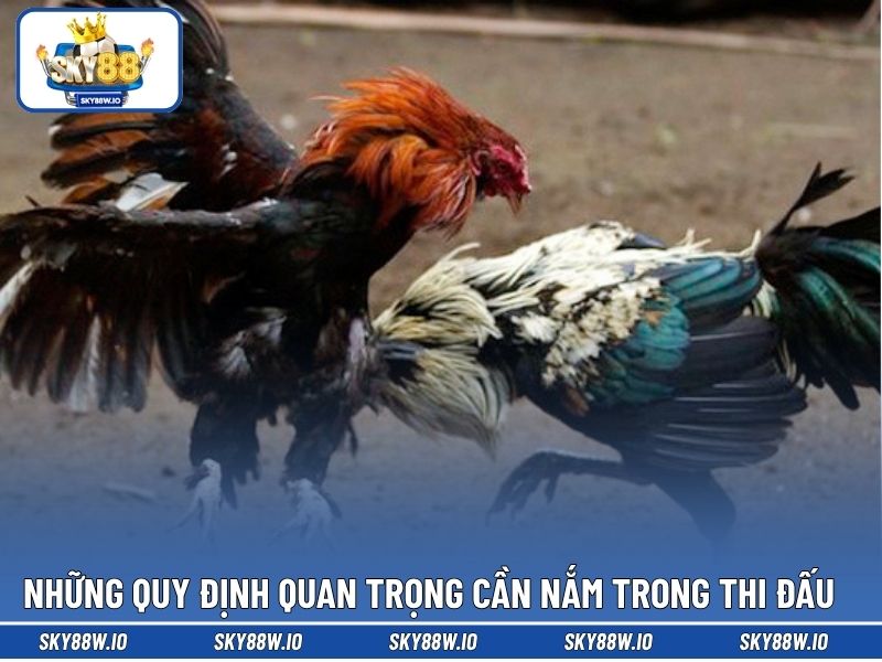 Những quy định quan trọng cần nắm trong thi đấu