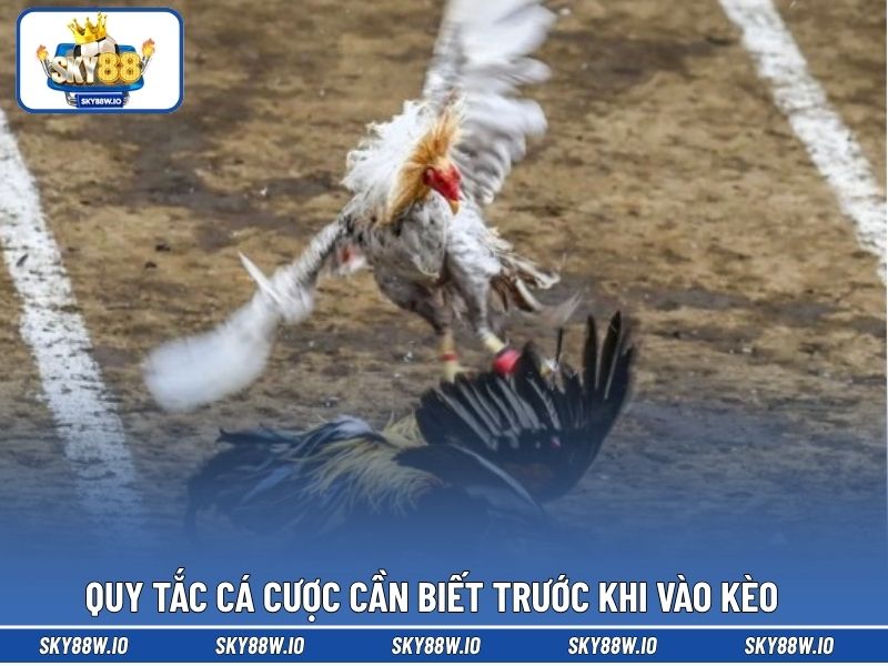 Quy tắc cá cược cần biết trước khi vào kèo