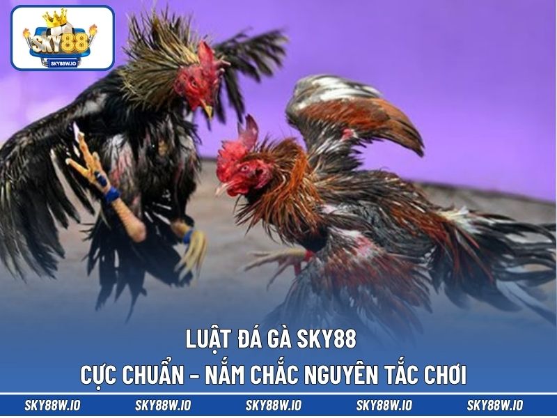 Luật Đá Gà SKY88 Cực Chuẩn – Nắm Chắc Nguyên Tắc Chơi